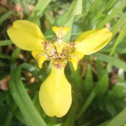 Yellow Iris Ever Bearing Perennial Potted Plant