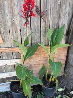 Red canna lily