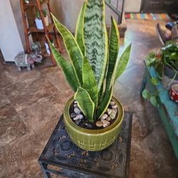 Sansevieria Snake Plants In New 7in Ceramic Pot 