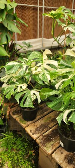 Monstera Albo