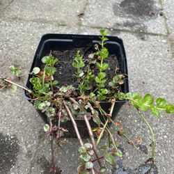 Vine Plan For Flower Bed