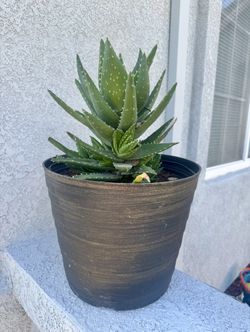 Aloe Vera Savila