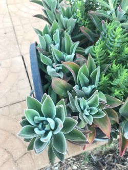 Succulents