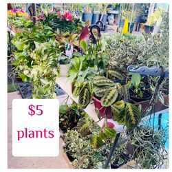 Plants Sale🌿 $5 each🌿