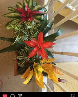 🍂🌻 Bromelias 🪴🍁🌿