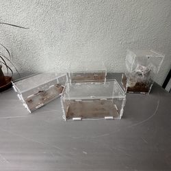Tarantula Enclosures “insects”