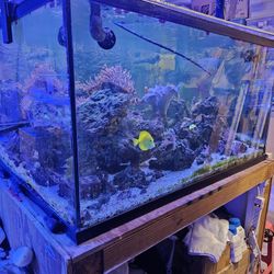 250 Gallons Fish Tank