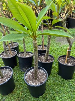 1 gallon - colors unknown- large collection of unlabeled plumeria.