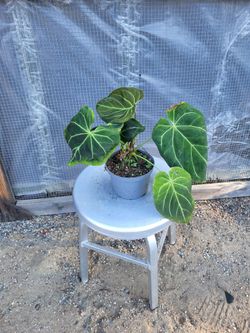 Alocasia Plant 6"
