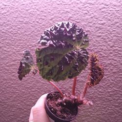 Begonia Ferox