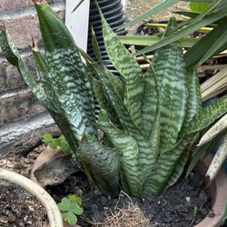 Large Snake Plant 