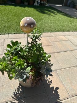 Assorted Succulent Plants