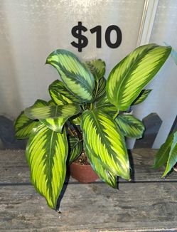 Calathea beauty star