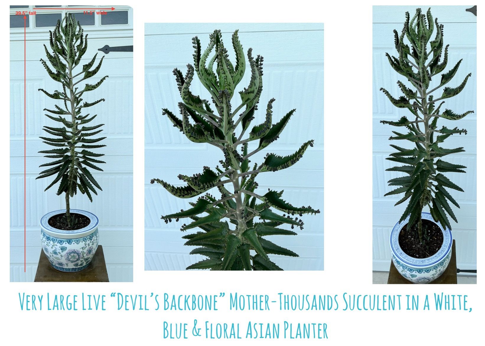 Very Large Live “Devil’s Backbone” Mother-Thousands Succulent in White, Blue & Floral Asian Planter