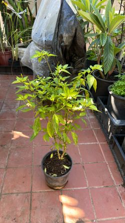 Thai Chili Plant