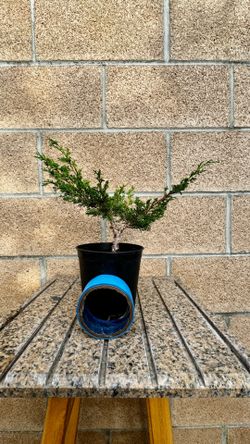 shimpaku itoigawa (juniper) in a 1/2 gallon pot