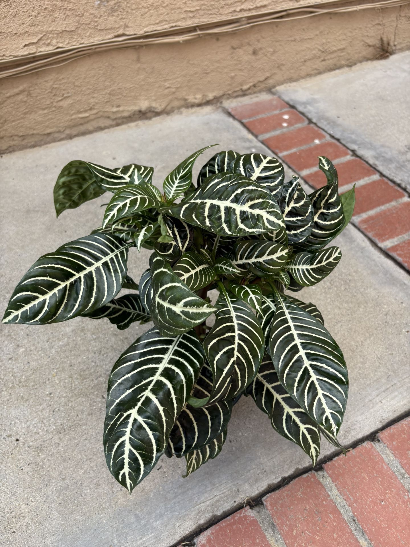 Zebra Plant