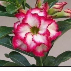 6” Bonsái Desert Rose (first Pic Is Reference Of The Flower)