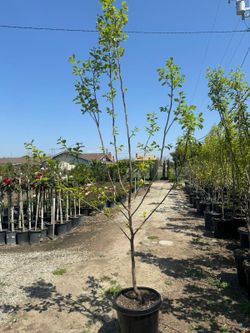 Fuyu Persimmon Tree 15 Gallon