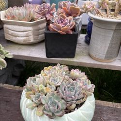 Succulents 