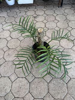 Philodendron Tortum: Rare Tropical Houseplant - 6 Inch Pot