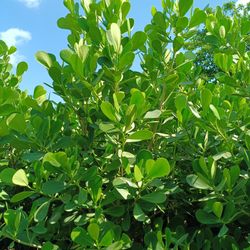 Clusia Privacy Hedge Plants 25gl 6.5-7ft $95🏡🏡