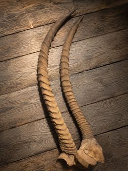 Vintage Antelope/Gazelle-Style Horns – Natural Taxidermy Decor