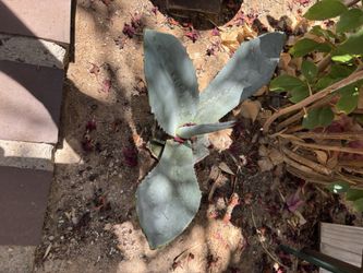 American Agave 