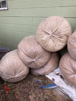 Acerrin Y Huevitos De Godorniz 