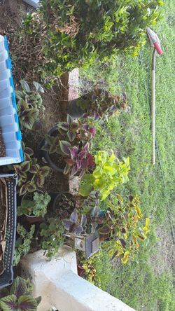 Coleus plants