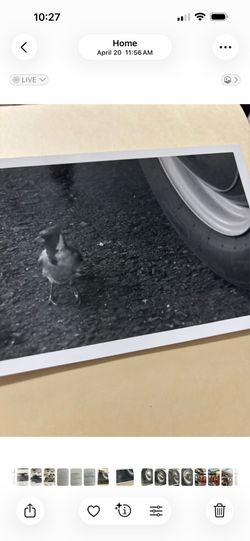Photographs angry bird by Robert Carlisle 5X7 black and white