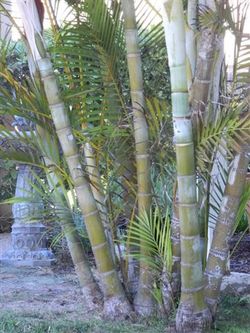 Huge Eureka Palms