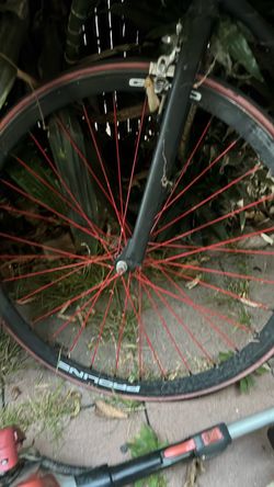 Vuelta pista with proline geno rims