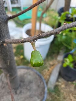 Arbolito de Jocote Ciruela Corona