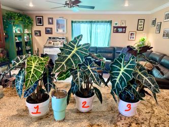 3 Alocacia Amazonica ‘Polly’ plants