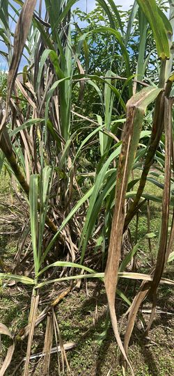 Sugarcane