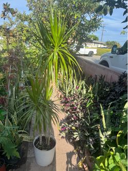 Dracaena