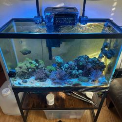 Saltwater Aquarium Tank – Complete Reef Setup – $1,000