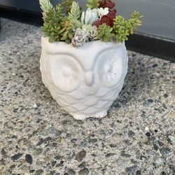 Succulent Arrangement In Owl Cement Pot 