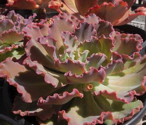 Big Echeveria Crenulata Ruffled Succulent Live Plant  ( about 12~16 In )  
