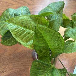 Syngonium plant + free bird of paradise plant starter