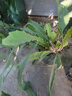 Epiphyllum
