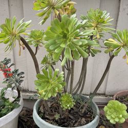 Big Succulents Plant 