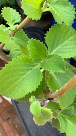 Orégano Orejón / Mide 2 Pies 