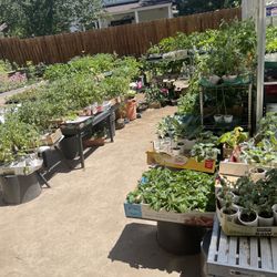 Sale Of Organic Non GMO Vegetable Plants , Buy 5 Get 1 Free