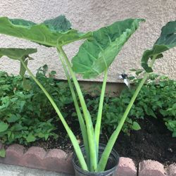 Vegetables plant