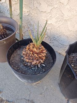 Cycad Plant Sago Palm