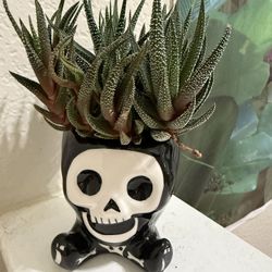 ♥️GORGEOUS Haworthia Succulents👉COMES AS SHOWN IN THE PICTURES 