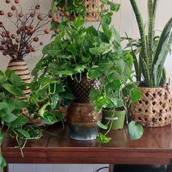 Pathos Plants
