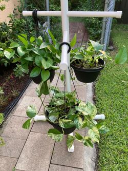 *$15 EACH* Hanging Planter w/ Pothos Plants | Marble / Snow Queen & Jade Pothos Vine